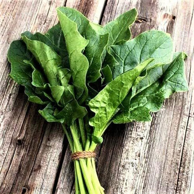 Qualtivate PUA5-A Bloomsdale Long Standing Spinach Seed(300 per packet)