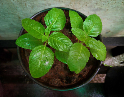 ARTA Rama Tulsi Seeds, Holy Basil Seed(180 per packet)