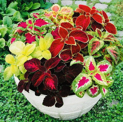 MYAT COLEUS HYBRIDUS - RAINBOW MIX Seed(80 per packet)