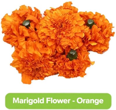 Quentova French Marigold Seeds for Planting Orange-VS-7A Seed(150 per packet)