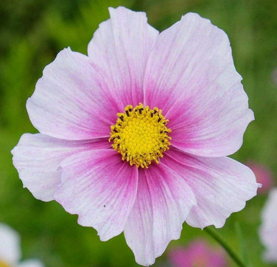CYBEXIS VXI-2 - Daydream Cosmos Flower - (30 Seeds) Seed(30 per packet)