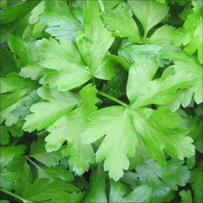 Qualtivate RES-6A Parsley, Italian Dark Green Flat Leaf Seed(200 per packet)