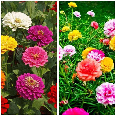 LPR MIX COMBO, FLOWER COMBOO Seed(25 per packet)