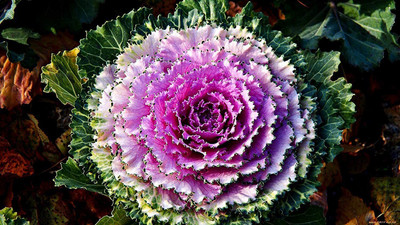 KANAYA Ornamental Cabbage / kale Mix Heirloom Flower Seed(65 per packet)