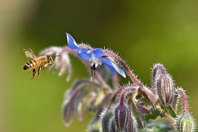CYBEXIS NBIR-59 - Borage - (1350 Seeds) Seed(1350 per packet)