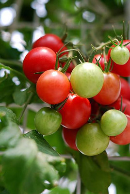 SH ENTERPRISE tomato Seed(85 per packet)