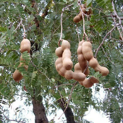 Aywal Tamarind Meethi Imli (Thailand Tamarind) Seed(3 per packet)