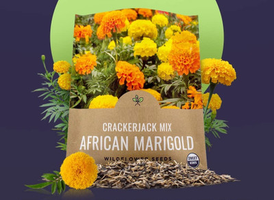 Qualtivate LXI-575 Crackerjack Marigold Seeds Seed(500 per packet)