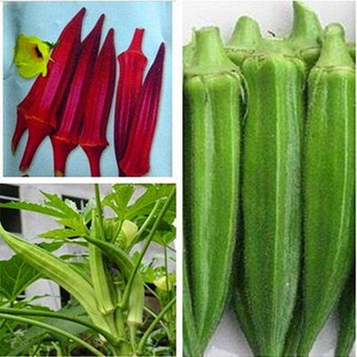 CYBEXIS Okra Seeds Spring and Summer Okra Green Okra Seeds 1600 Seeds Seed(1600 per packet)