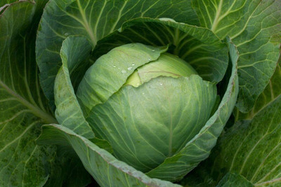 WILLVINE NKR -IX Cabbage Green Late [2.5g] Seed(750 per packet)