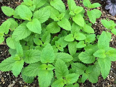 VibeX ® LXI-36 Lemon Balm Heirloom Herb Seed(500 per packet)