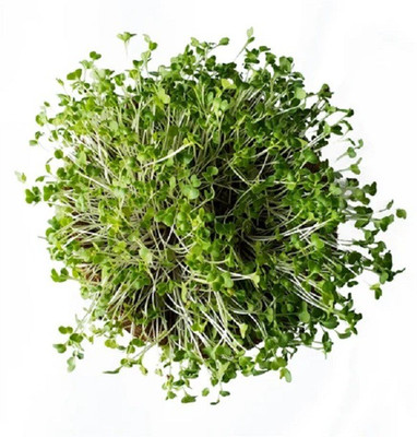 Biosnyg Cauliflower [2000 Seeds] Seed(2000 per packet)