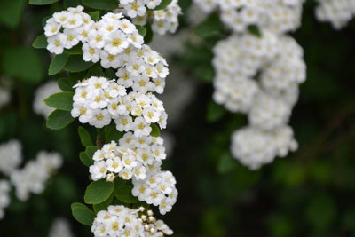 mixera gypsophila flower Seed(50 per packet)