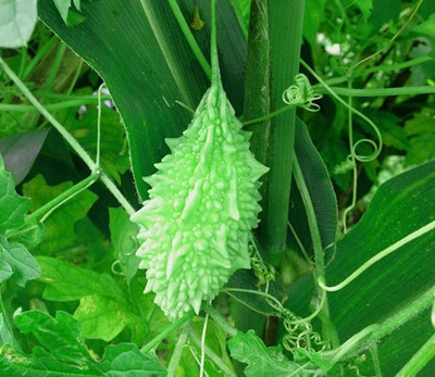 Paudhaa F1 BEST QUALITY BITTER GOURD SEEDS Seed(12 per packet)