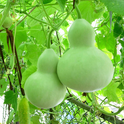 VibeX XL-97 - Large & Medium Bottle Gourd - (300 Seeds) Seed(300 per packet)