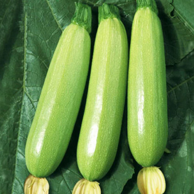 CYBEXIS Pumpkin Pepo Seeds400 Seeds Seed(400 per packet)