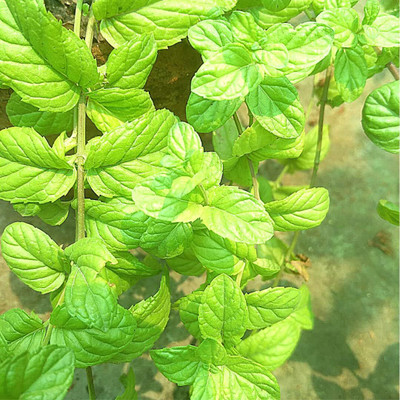 LPR PUDINA,MINT Seed(30 per packet)