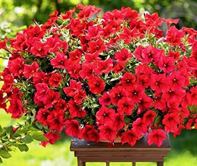 CYBEXIS Petunia Scarlet Mix Plants Seeds Seed(50 per packet)