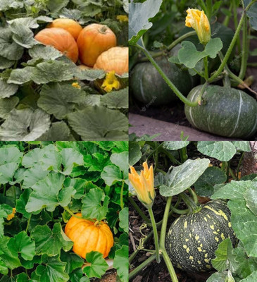 ibains Big pumpkin seeds for planting beez 22 Seed(22 per packet)