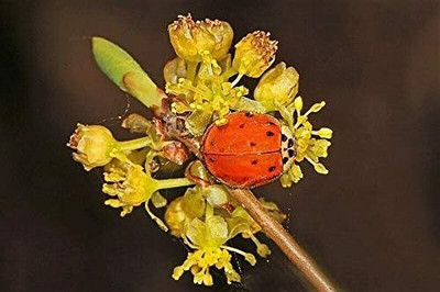 Qualtivate LX-12 Spicebush Wild Allspice Lindera Seed(50 per packet)