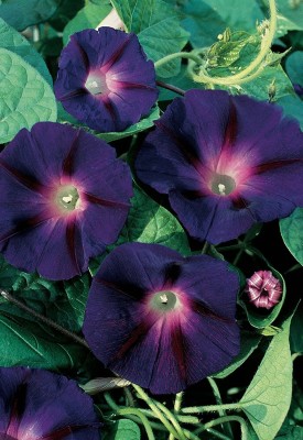 VibeX GUA-49 - Ott Morning Glory - (300 Seeds) Seed(300 per packet)