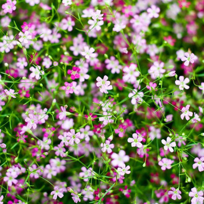 CYBEXIS Baby's-Breath Mixed Seeds - Gypsophila elegans Seed(1 g)