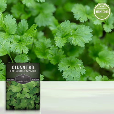 CYBEXIS XLR-40 - Cilantro Herb - (750 Seeds) Seed(750 per packet)