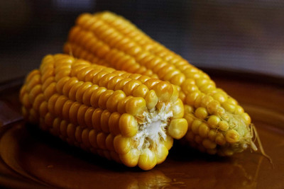 WILLVINE HAR -II Sweet Sugar Corn Non GMO-[500g] Seed(2000 per packet)