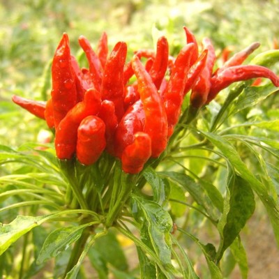 ENINE Chilli Seed(300 per packet)