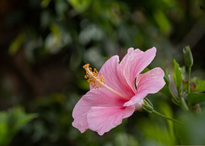 ASPEN Hibiscus Plant seed Seed(1 per packet)