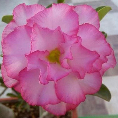 CRGO ™ HUA-58-Candytuft Seeds - Dwarf Fairyland Mixed - Iberis Umbell.-100 x Seeds Seed(100 per packet)