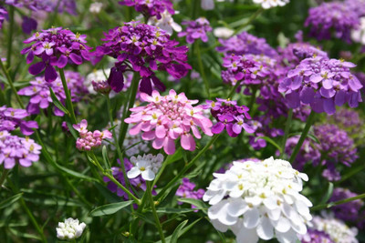 Aywal Candytuft Dwarf Fairy Mixed Seed(20 per packet)