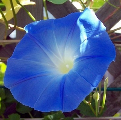 KANAYA Japanese Morning Glory *MIXED* Ipomoea Nil Seed Seed(33 per packet)