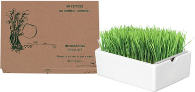 CRGO GERMINATION KIT Seed(38 per packet)