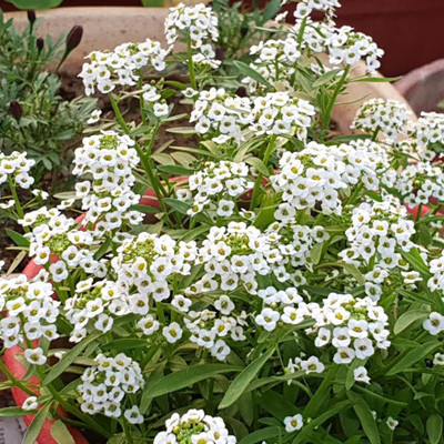 ACCELCROP Alyssum Red Flower Seed(16 per packet)