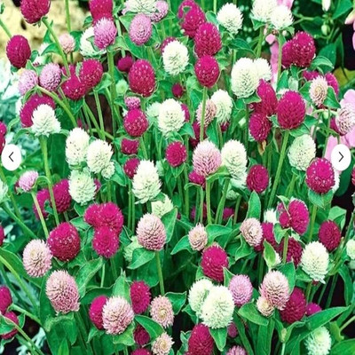 Aywal Gomphrena Flower Seeds Mixed Color for Summer Season Seed(90 per packet)