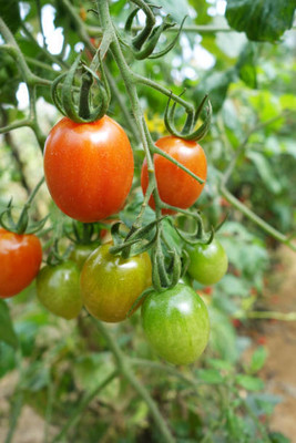 SHREE BALA JI VENTURES tomato Seed(135 per packet)