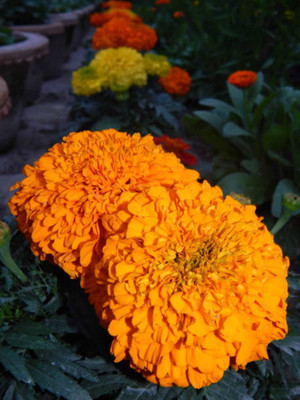 Brunello Cucinelli marigold,gende ka phool seeds Seed(21 per packet)