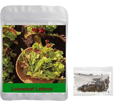 Quentova Loose Leaf Lettuce 0.5gm-GBPUT-5T Seed(400 per packet)