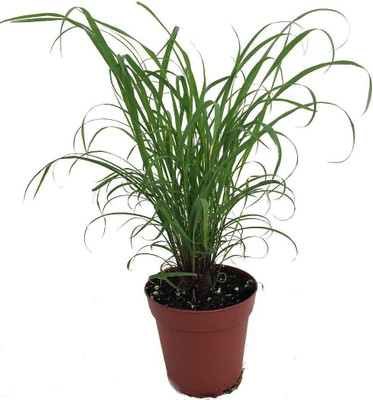 VibeX ® VMR-109 Mosquito Repellent Lemon Grass Plant Seed(500 per packet)