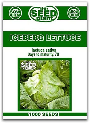 CYBEXIS XL-29 - Iceberg Lettuce - (1350 Seeds) Seed(1350 per packet)