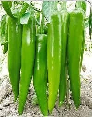 ENINE Hybrid Moti Mirch Chilli Achari 50 Seeds Organic GH35 Seed(100 per packet)