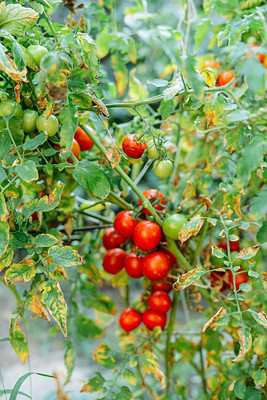 Around Creation tomato Seed(130 per packet)