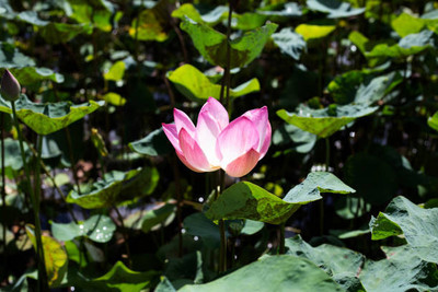 MAA lotus,kamal seeds Seed(5 per packet)