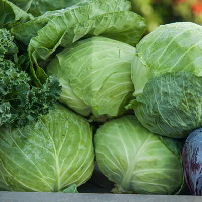 WILLVINE PUAS -VI GARDEN Cabbage Seed [1g] Seed(300 per packet)