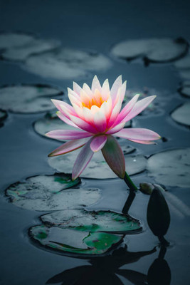 Grown Hub lotus,kamal gatta Seed(14 per packet)
