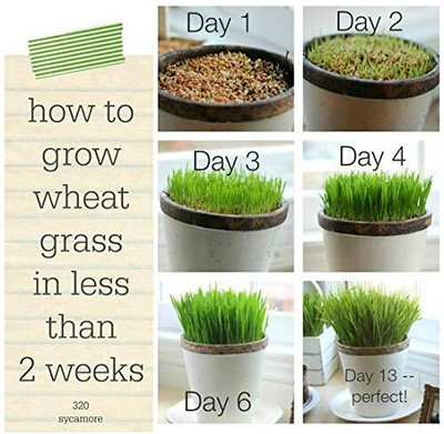 WILLVINE Desi Wheat Seeds For Growing Wheatgrass-[5000 Seeds] Seed(5000 per packet)