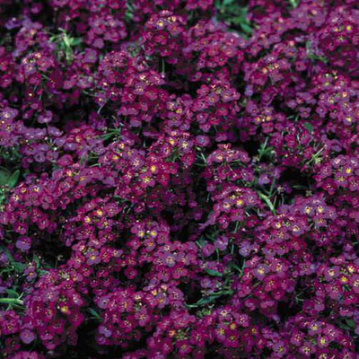 OFKEN Wonder­land Deep Purple Alyssum Seed(100 per packet)