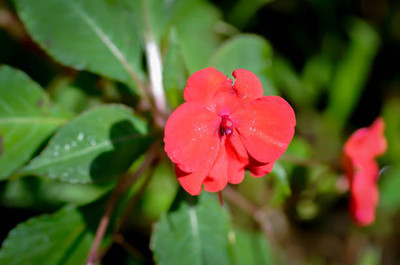 XOLDAA BALSAM FLOWER SEEDS Seed(30 per packet)