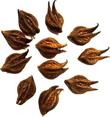 UNIQTRADERS Bat Head Root Seed(11 per packet)